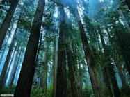 Foto desktop di boschi e foreste