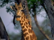 Foto sfondi giraffe