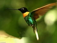 Foto sfondi colibrì