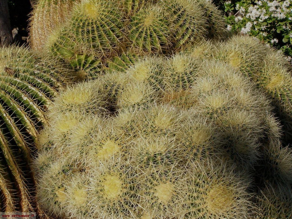 foto Monaco giardini esotici