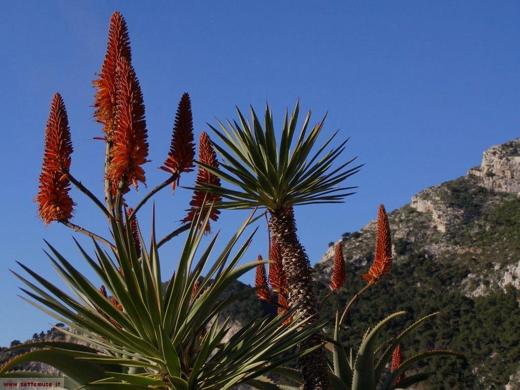 foto Francia Monaco giardini esotici