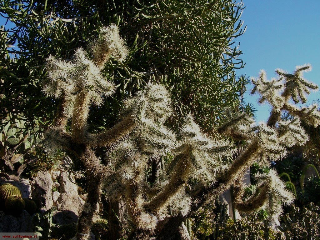 foto Monaco giardini esotici