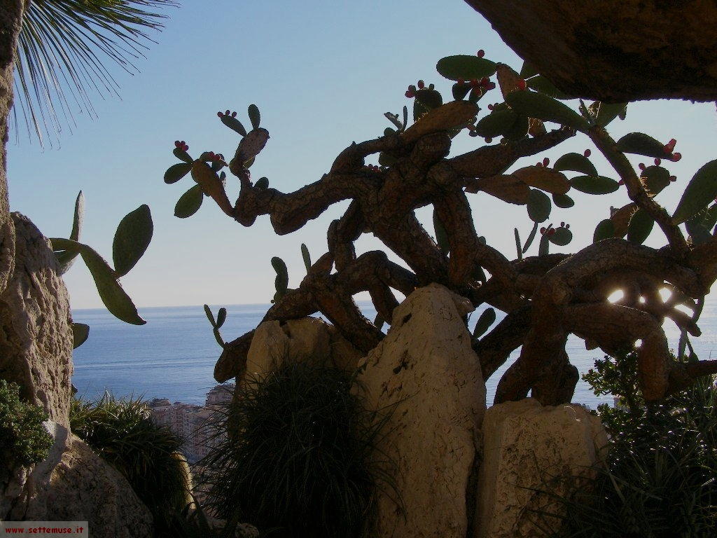 foto Monaco giardini esotici