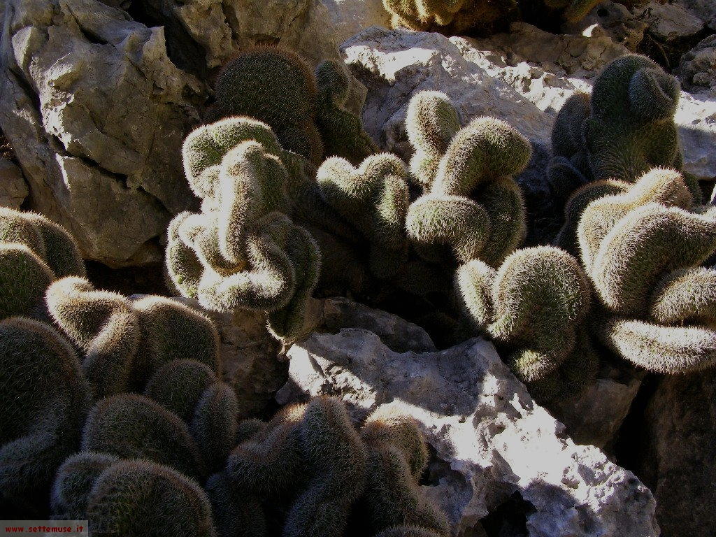 foto Monaco giardini esotici