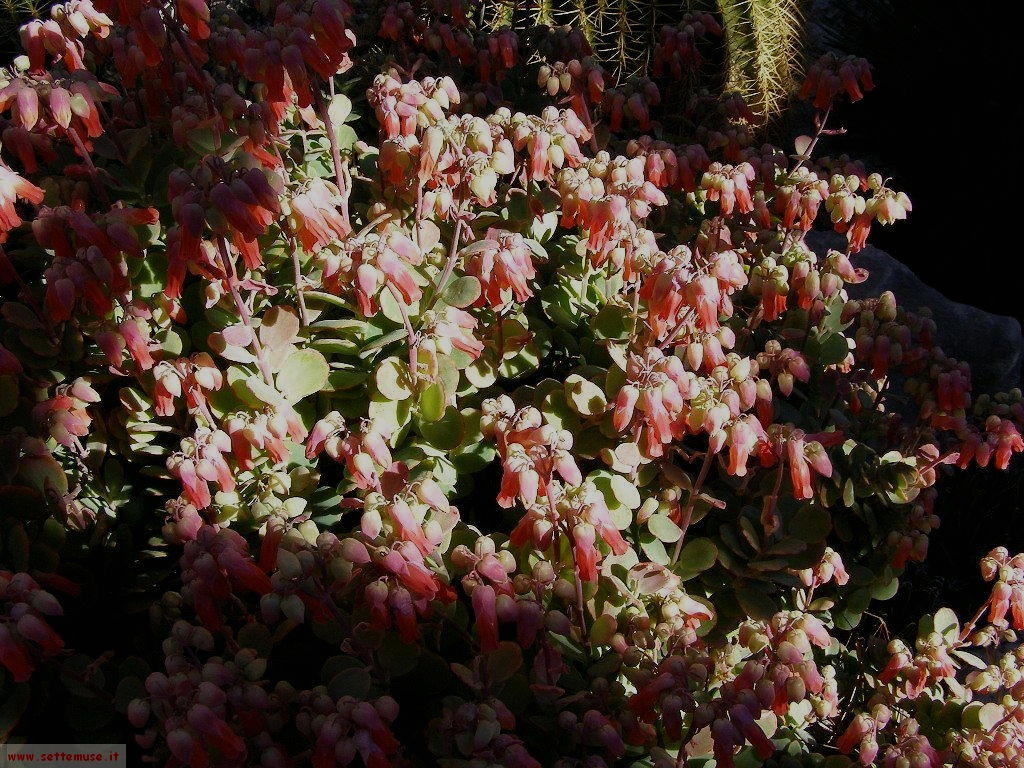 foto Monaco giardini esotici